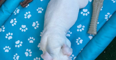 Solid white Pitbull puppy for sale