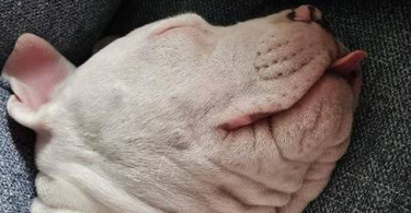 Solid white Pitbull puppy for sale