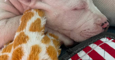 Solid white Pitbull puppy for sale