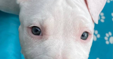 Solid white Pitbull puppy for sale