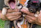 Full blooded Australian Shepherd Puppies for sale