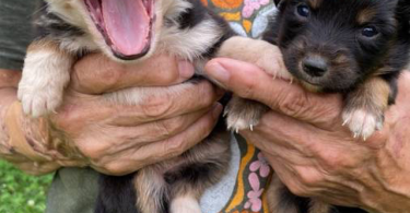 Full blooded Australian Shepherd Puppies for sale