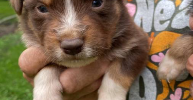Full blooded Australian Shepherd Puppies for sale