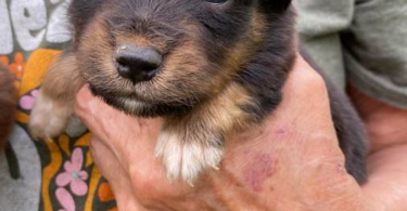 Full blooded Australian Shepherd Puppies for sale