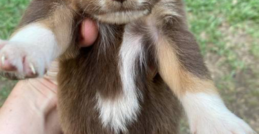 Full blooded Australian Shepherd Puppies for sale