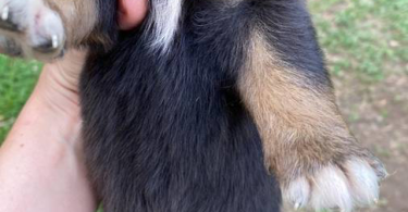Full blooded Australian Shepherd Puppies for sale