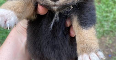 Full blooded Australian Shepherd Puppies for sale