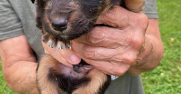 Full blooded Australian Shepherd Puppies for sale