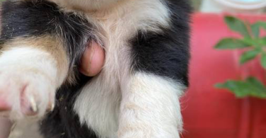 Full blooded Australian Shepherd Puppies for sale