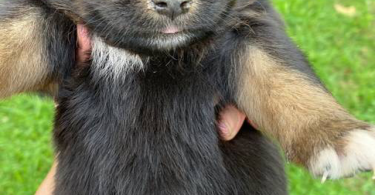 Full blooded Australian Shepherd Puppies for sale