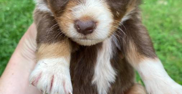 Full blooded Australian Shepherd Puppies for sale