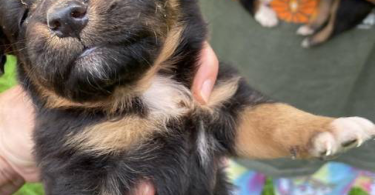 Full blooded Australian Shepherd Puppies for sale