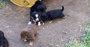 Full blooded Australian Shepherd Puppies for sale