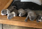 Healthy pitbull bully mix puppies