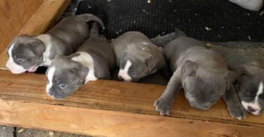 Healthy pitbull bully mix puppies