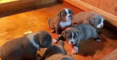 Healthy pitbull bully mix puppies