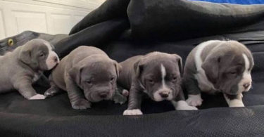 Healthy pitbull bully mix puppies