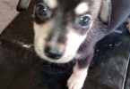 Teacup Chihuahua mix puppies for sale