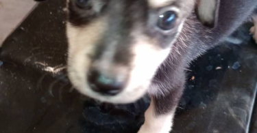 Teacup Chihuahua mix puppies for sale