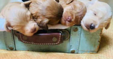 F2 Schnoodle puppies for sale