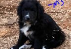 5 months old Pyrador puppies
