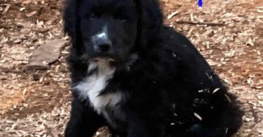 5 months old Pyrador puppies
