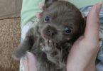 Female long haired Chihuahua puppy for sale