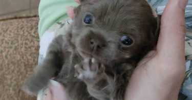 Female long haired Chihuahua puppy for sale