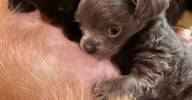 Female long haired Chihuahua puppy for sale