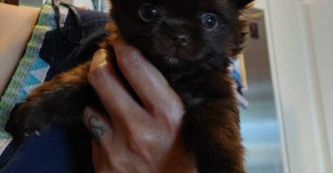 Female long haired Chihuahua puppy for sale