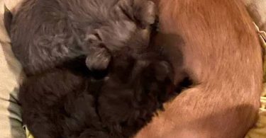 Female long haired Chihuahua puppy for sale