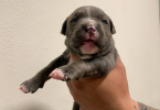 2 female pitbull puppies