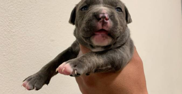 2 female pitbull puppies