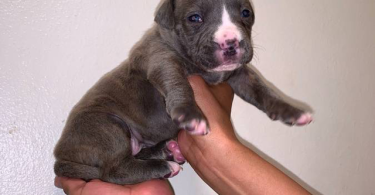 2 female pitbull puppies