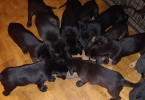 Bluetick coonhound lab mix puppie