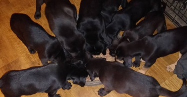 Bluetick coonhound lab mix puppie