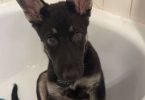 8 month old German Shepherd puppy with papers