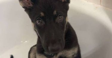 8 month old German Shepherd puppy with papers