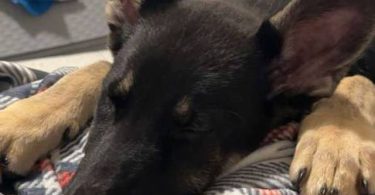 8 month old German Shepherd puppy with papers