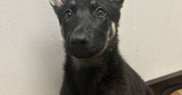 8 month old German Shepherd puppy with papers