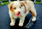 Beautiful Red Mini Aussie puppies for sale