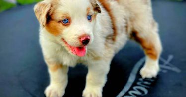Beautiful Red Mini Aussie puppies for sale
