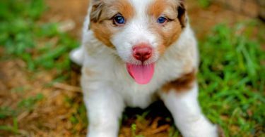 Beautiful Red Mini Aussie puppies for sale