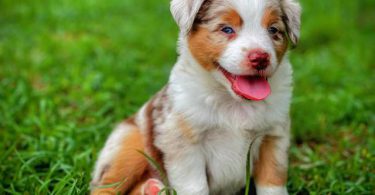 Beautiful Red Mini Aussie puppies for sale
