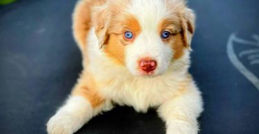 Beautiful Red Mini Aussie puppies for sale