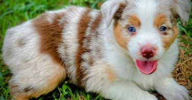 Beautiful Red Mini Aussie puppies for sale