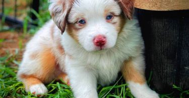Beautiful Red Mini Aussie puppies for sale