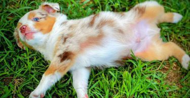 Beautiful Red Mini Aussie puppies for sale