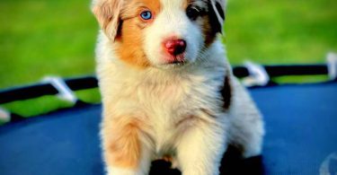 Beautiful Red Mini Aussie puppies for sale