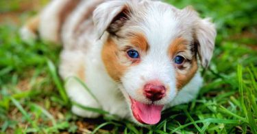 Beautiful Red Mini Aussie puppies for sale